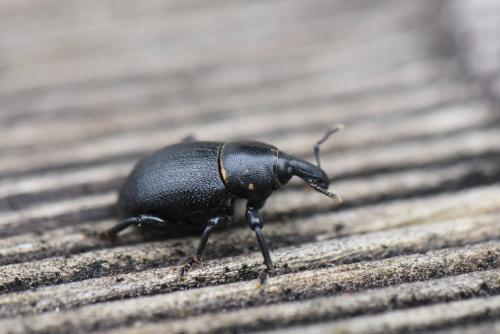 Liparus coronatus